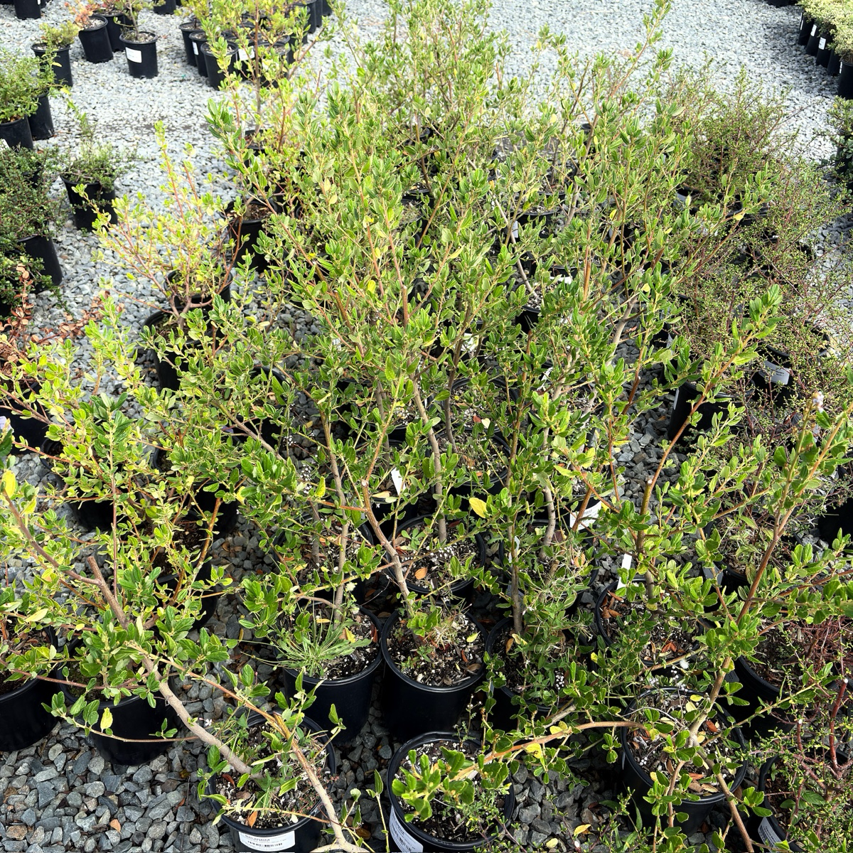 Ray Hartman California Lilac | Tall Blue Flowering Evergreen Tree