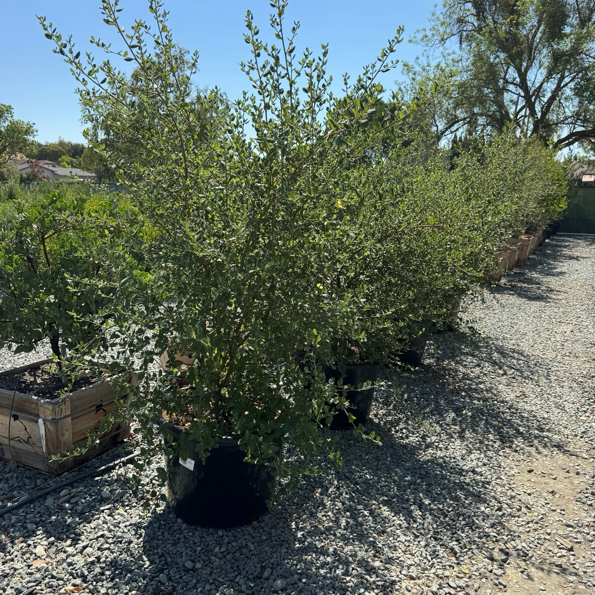 Ray Hartman California Lilac