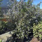 Ray Hartman California Lilac