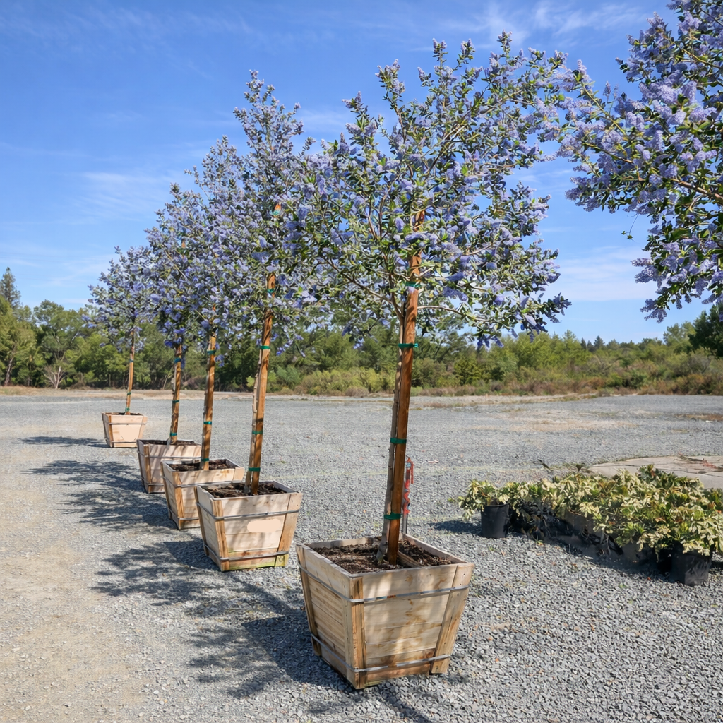 Ray Hartman California Lilac | Tall Blue Flowering Evergreen Tree