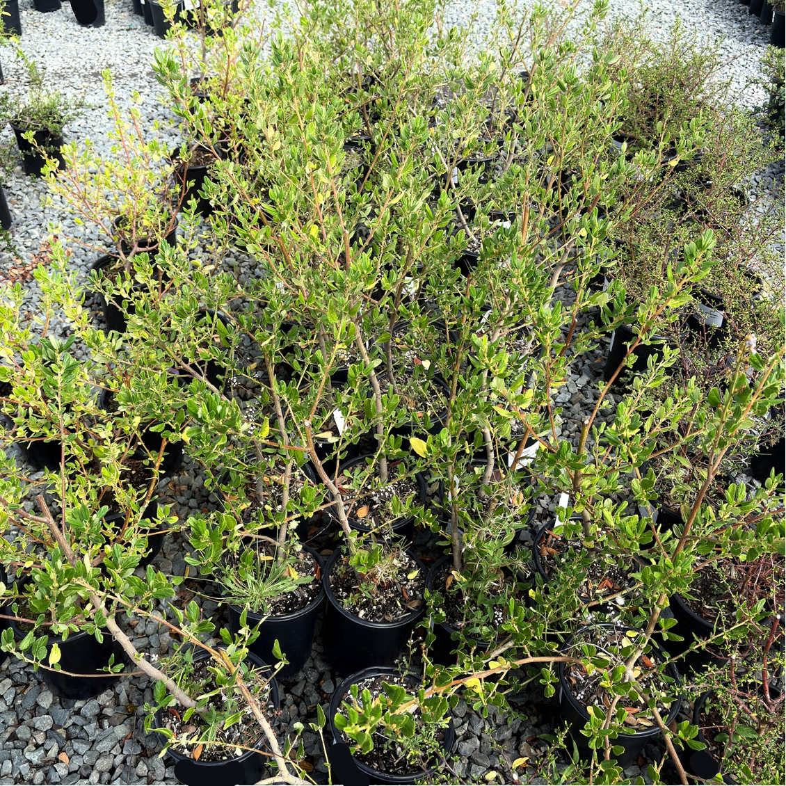Ray Hartman California Lilac