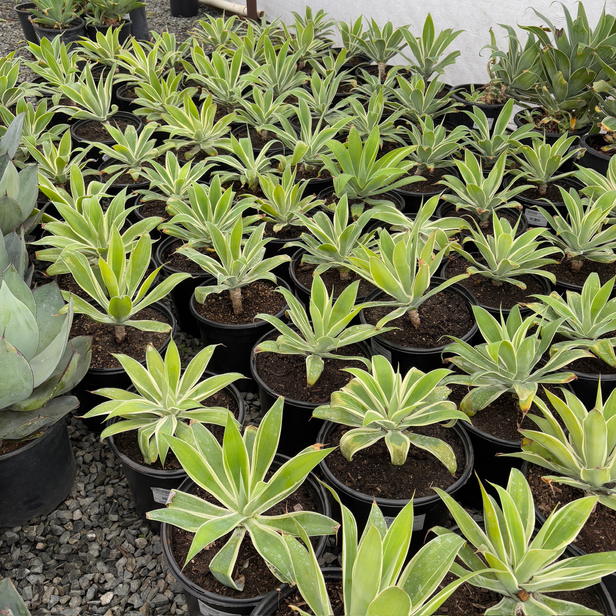 Ray Of Light Fox Tail Agave