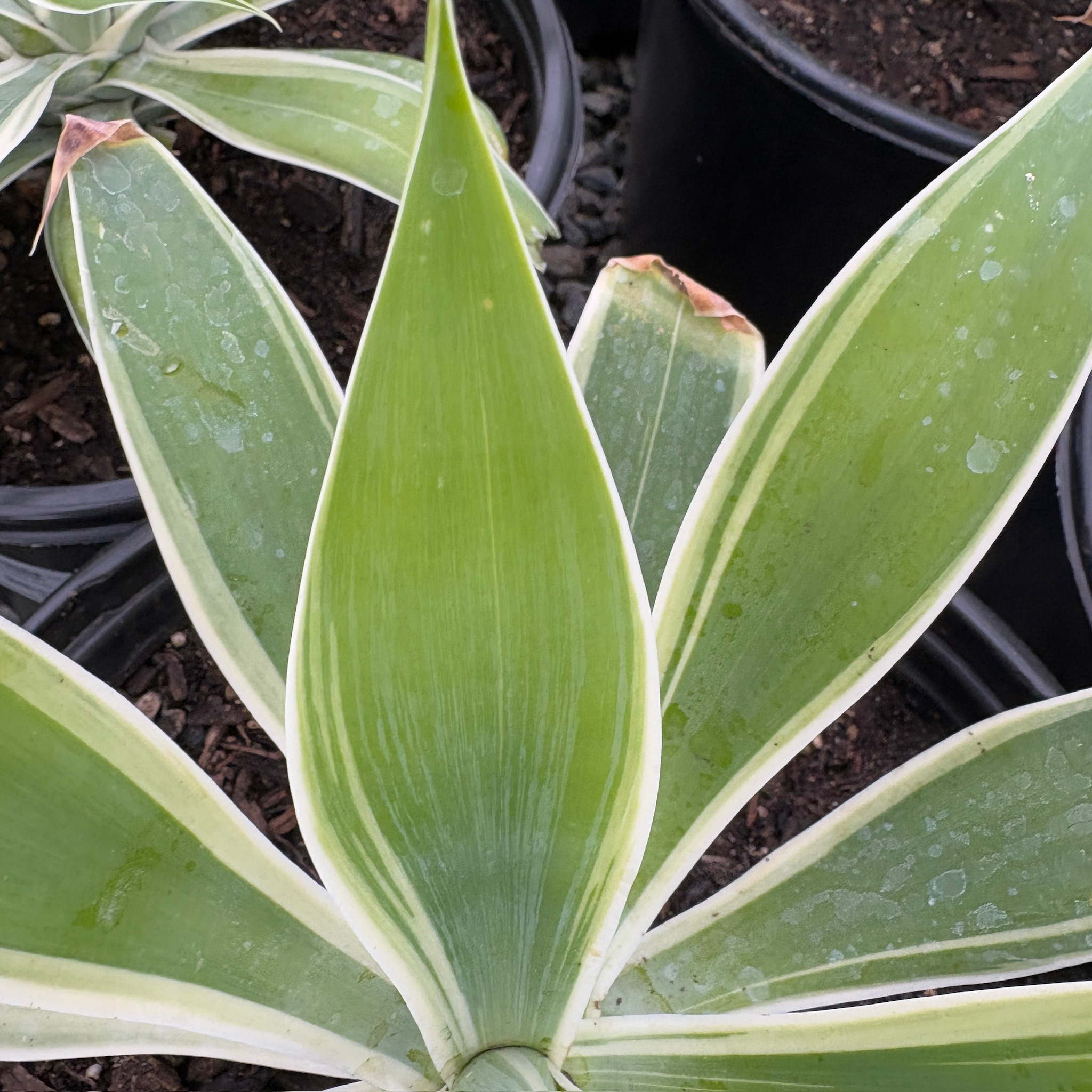Ray Of Light Fox Tail Agave