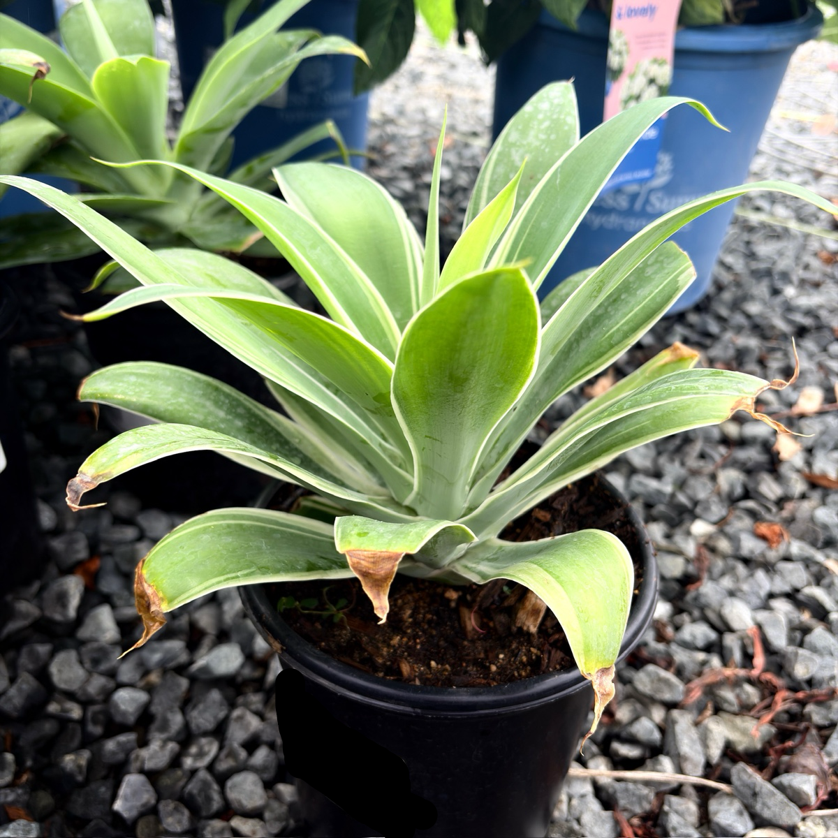 Ray Of Light Fox Tail Agave