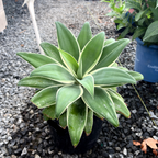 Ray Of Light Fox Tail Agave