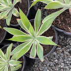 Ray Of Light Fox Tail Agave