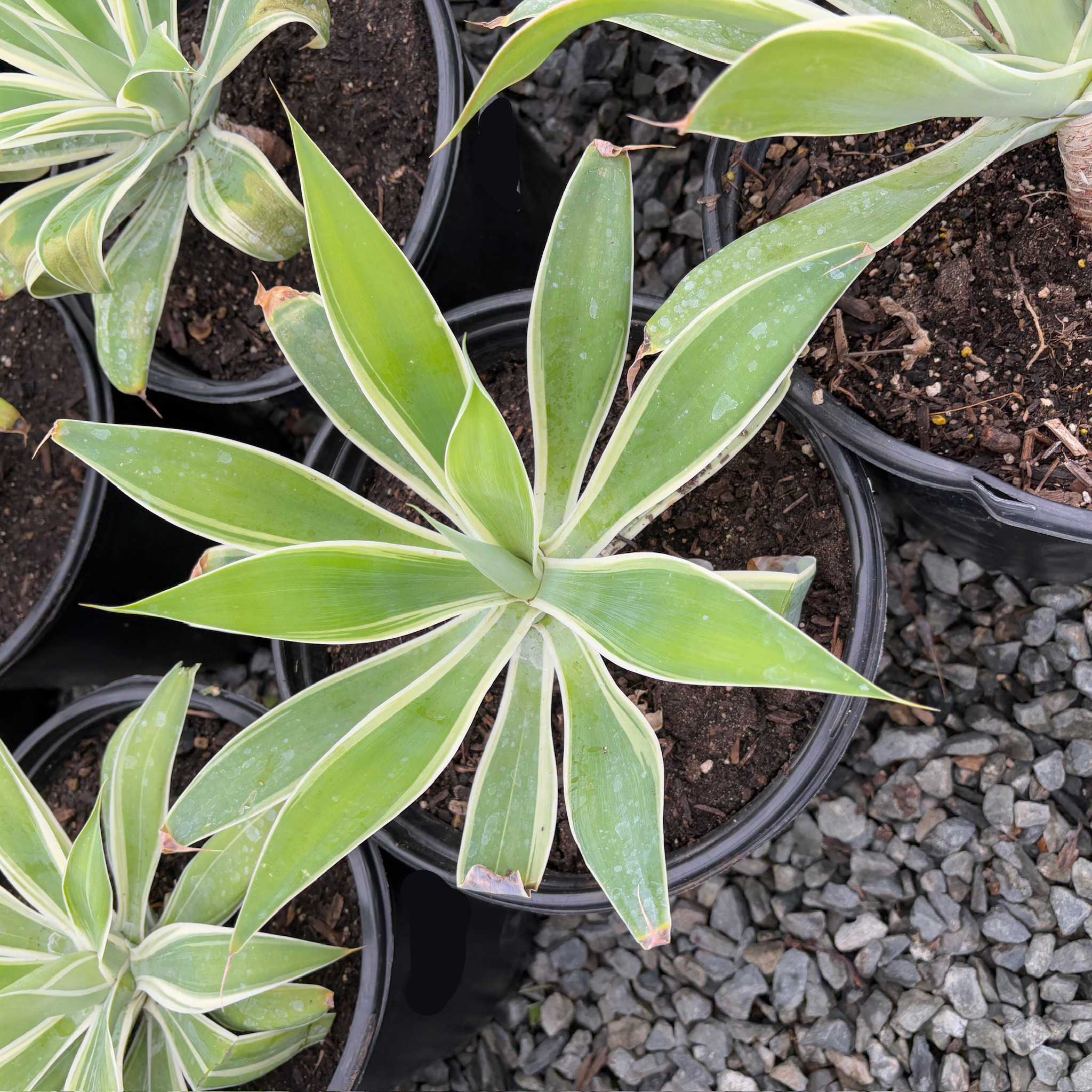 Ray Of Light Fox Tail Agave
