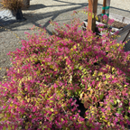 Razzleberri Chinese Fringe Flower