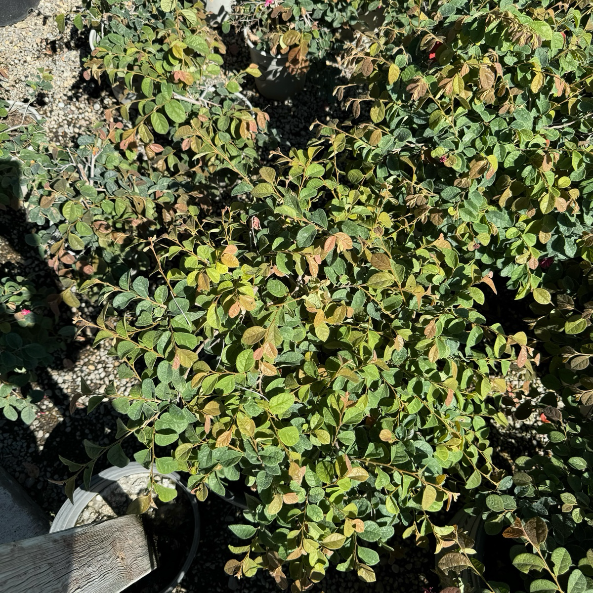 Razzleberri® Chinese Fringe Flower