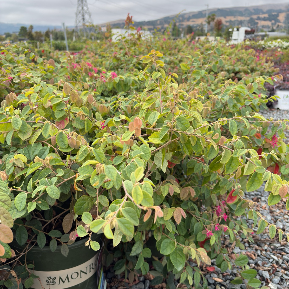 Razzleberri® Chinese Fringe Flower