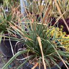 Red-Hot Poker