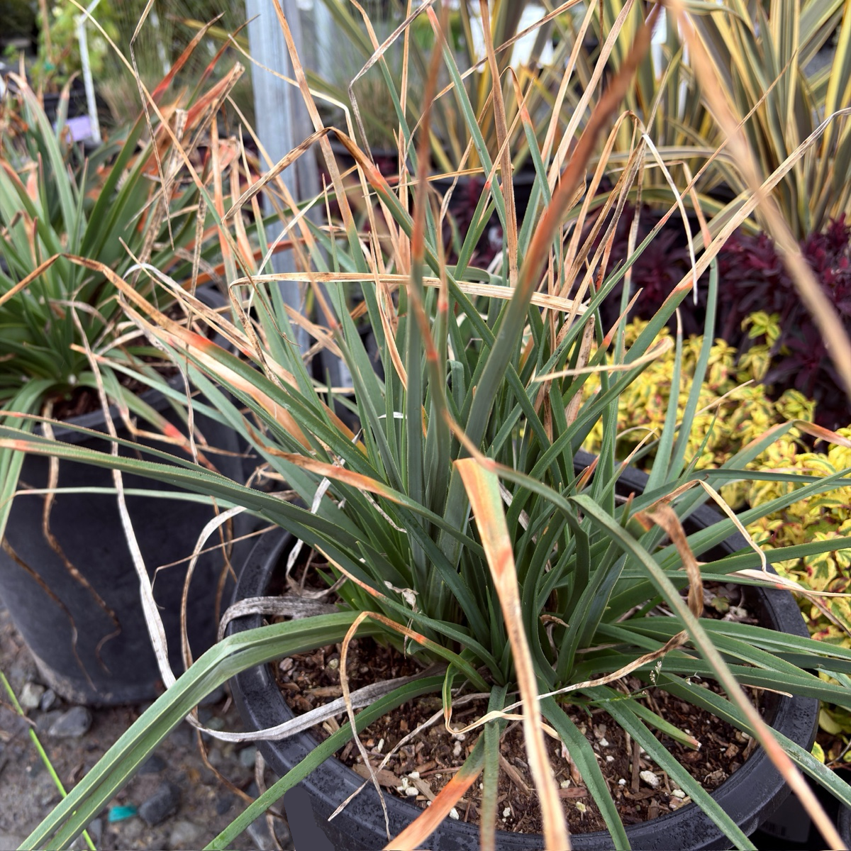 Red-Hot Poker