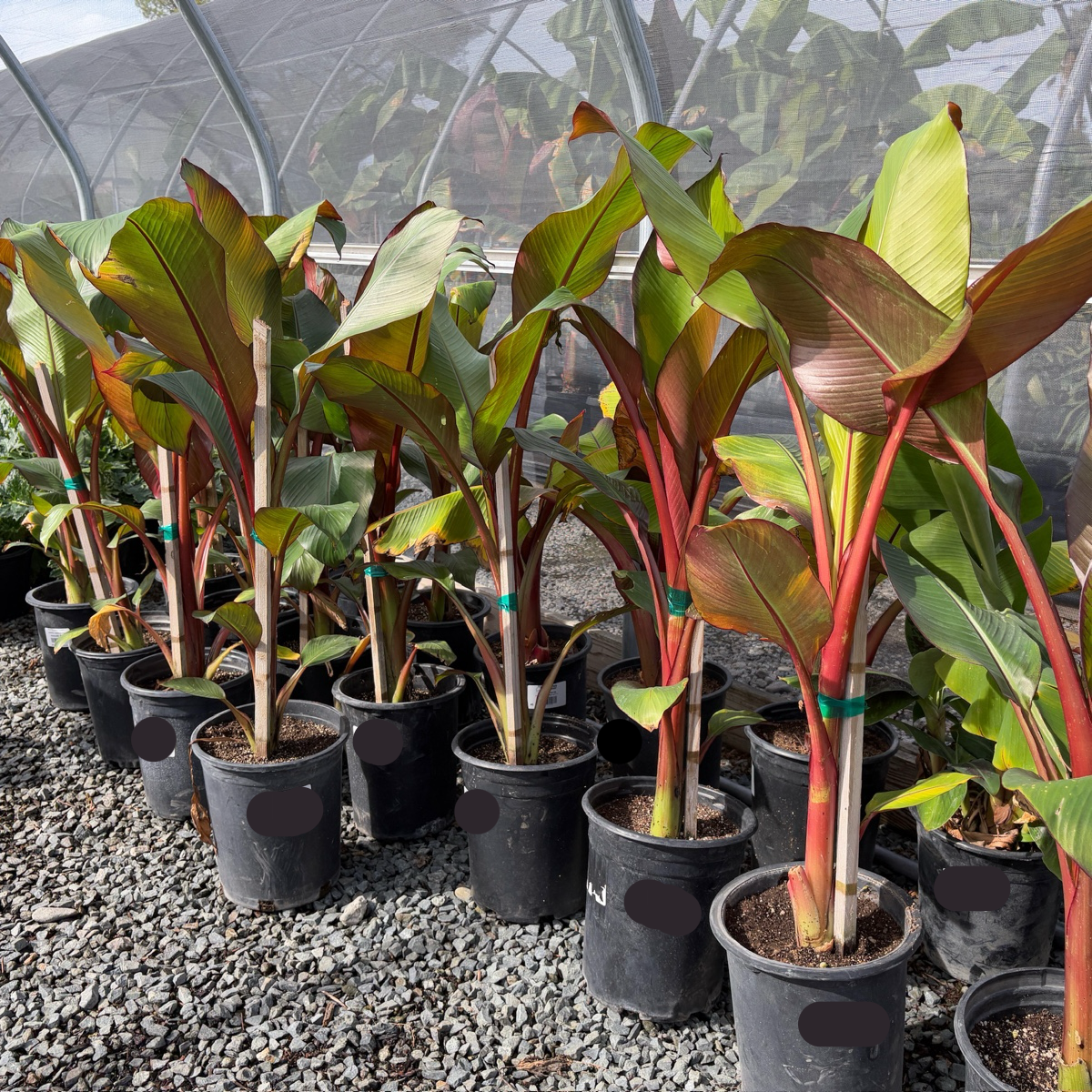 Red Abyssinian Banana