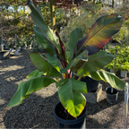 Red Abyssinian Banana