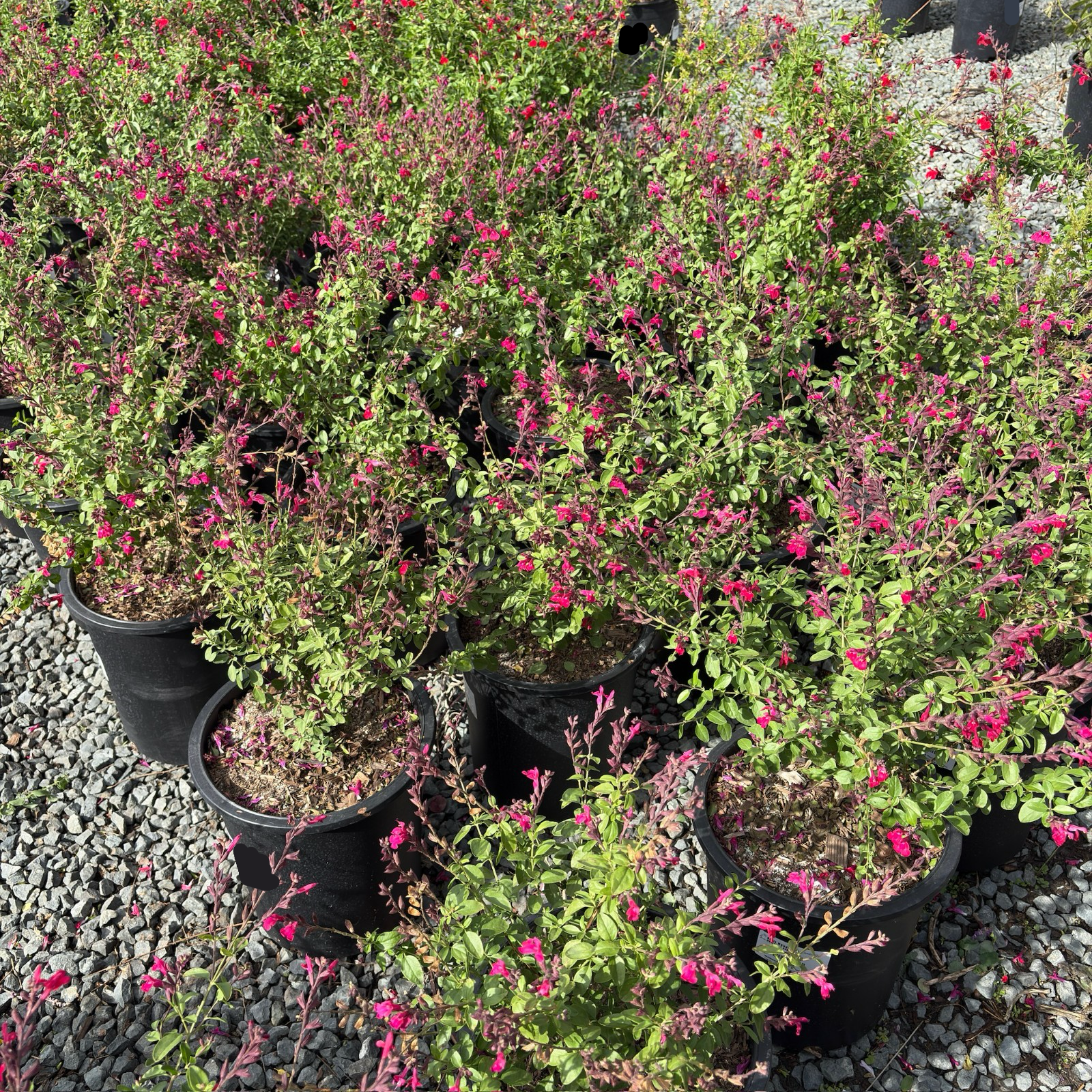Red Autumn Sage
