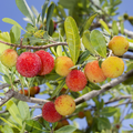 Colorful berries on a Chinese Bayberry, or Yangmei tree branch with green leaves against a blue sky.
