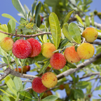 Colorful berries on a Chinese Bayberry, or Yangmei tree branch with green leaves against a blue sky.