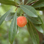 Chinese Bayberry  on a branch with green leaves