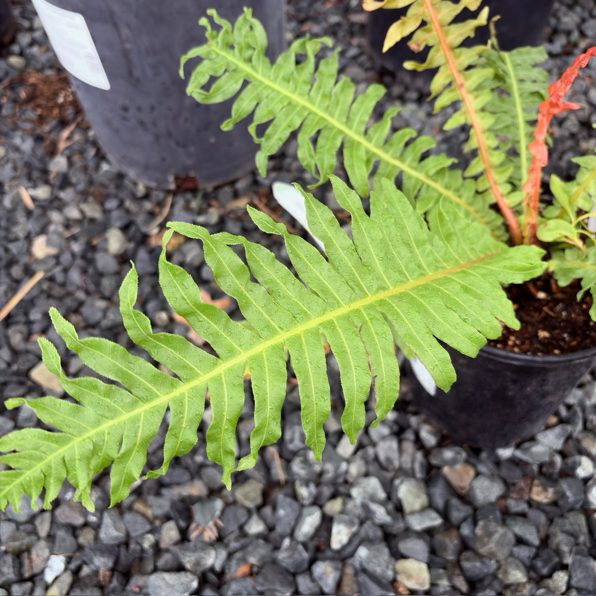 Close-up of a Red Brazilian Tree Fern leaf with a blurred background