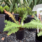  Red Brazilian Tree Fern 