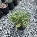 Red Buckwheat