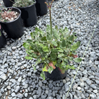 Red Buckwheat