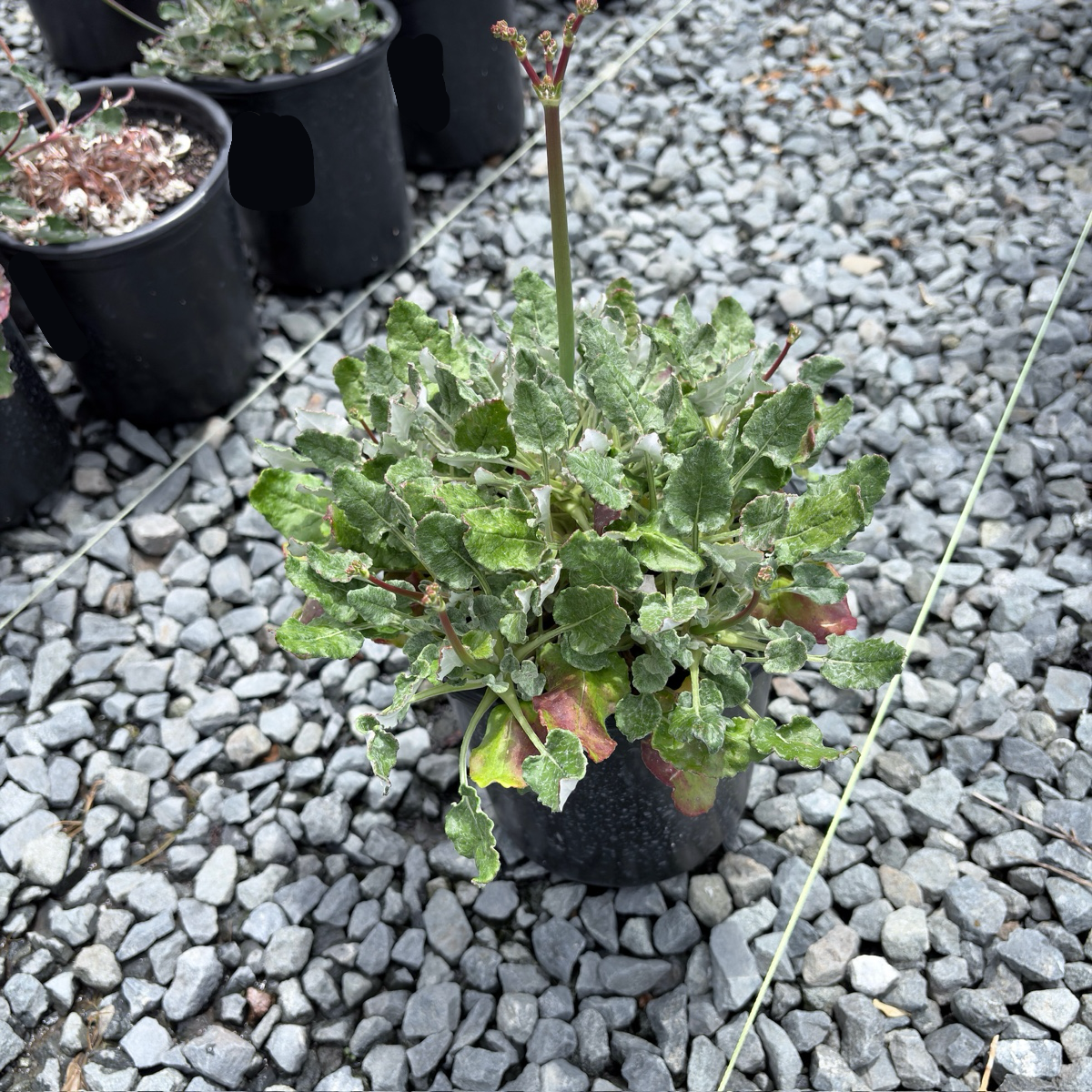 Red Buckwheat