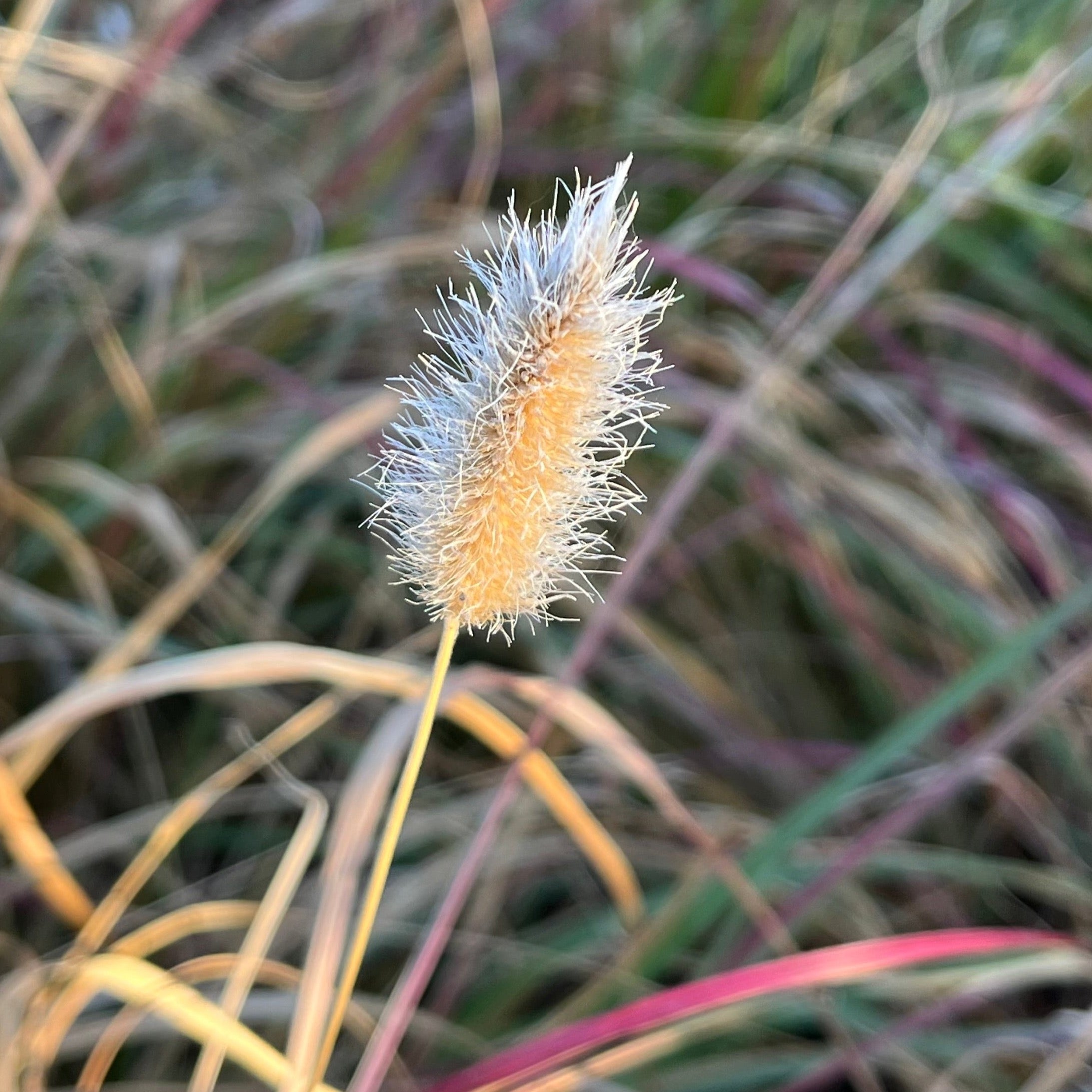 Close-up of Red Bunny Tails Fountain Grass seed head with a blurred grass background