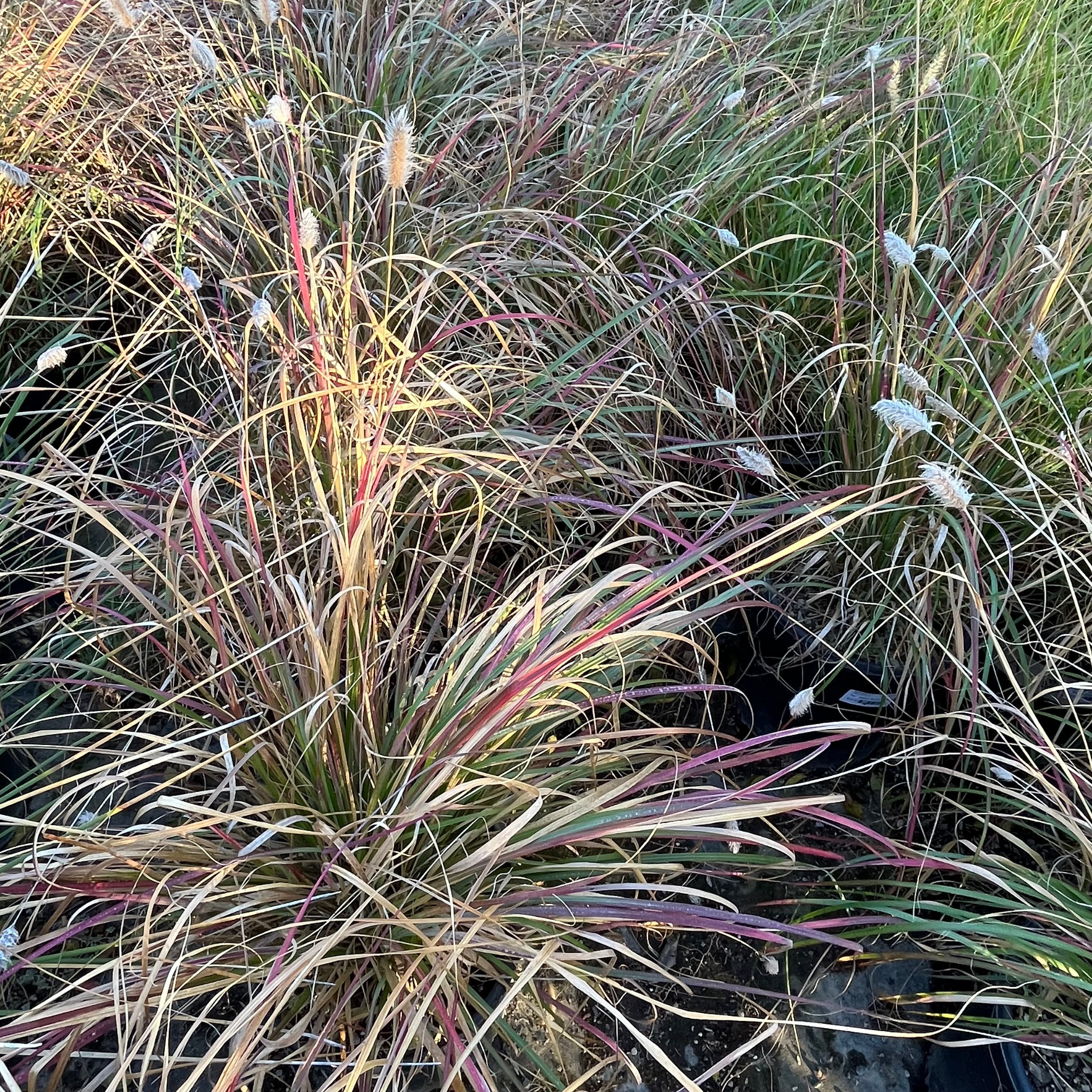 Tall Red Bunny Tails Fountain Grass with purple and green hues in a natural setting