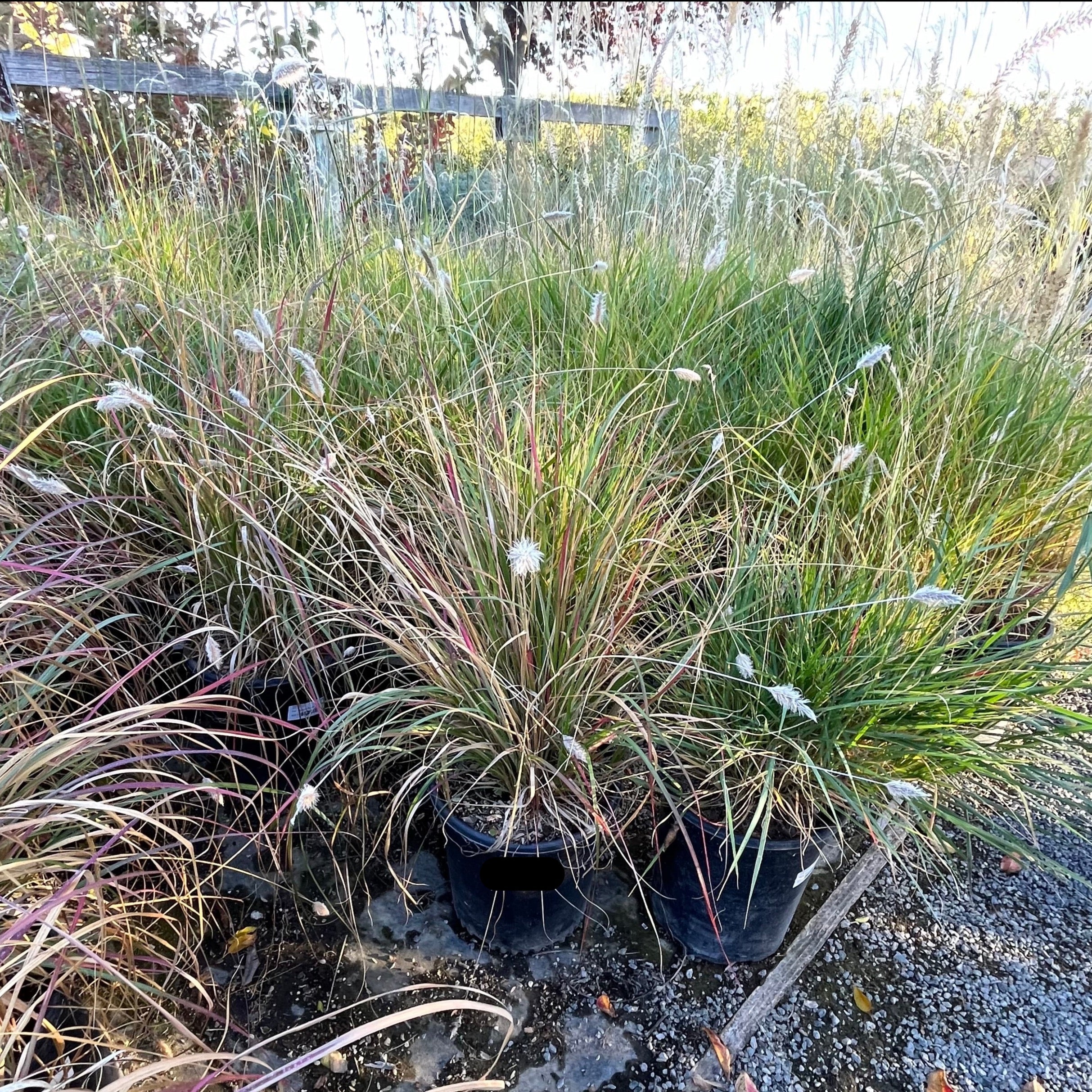 Group of Red Bunny Tails Fountain Grass in pots with a wooden fence and field in the background.