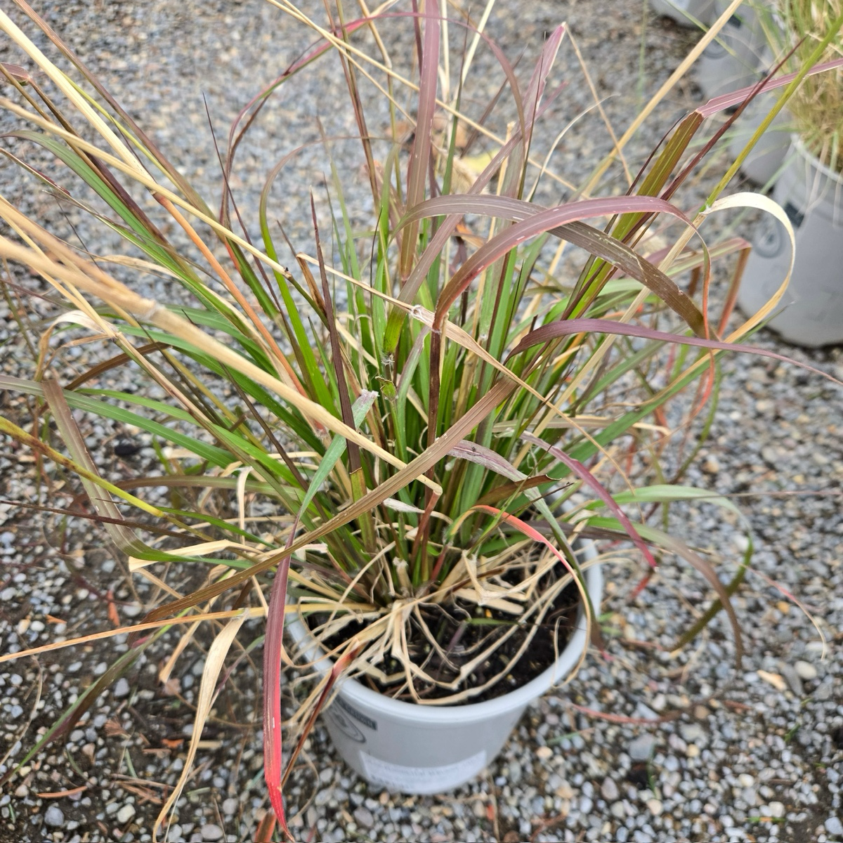 Red Bunny Tails Fountain Grass with red and green leaves on a gravel surface