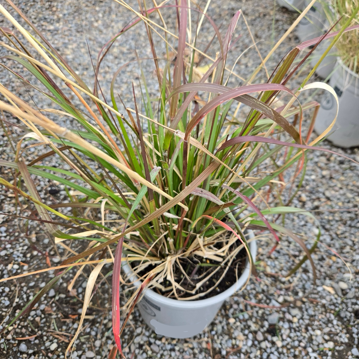 Red Bunny Tails Fountain Grass with red and green leaves on a gravel surface