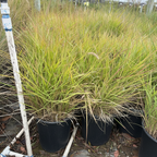 Red Bunny Tails Fountain Grass