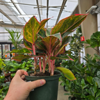 Red Chinese Evergreen