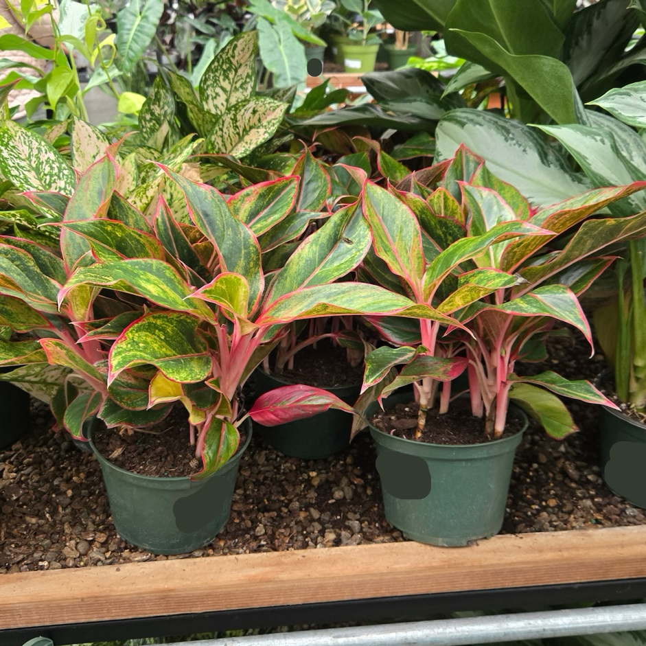 siam aglaonema plant Siam Red Aglaonema