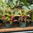 Red Chinese Evergreen