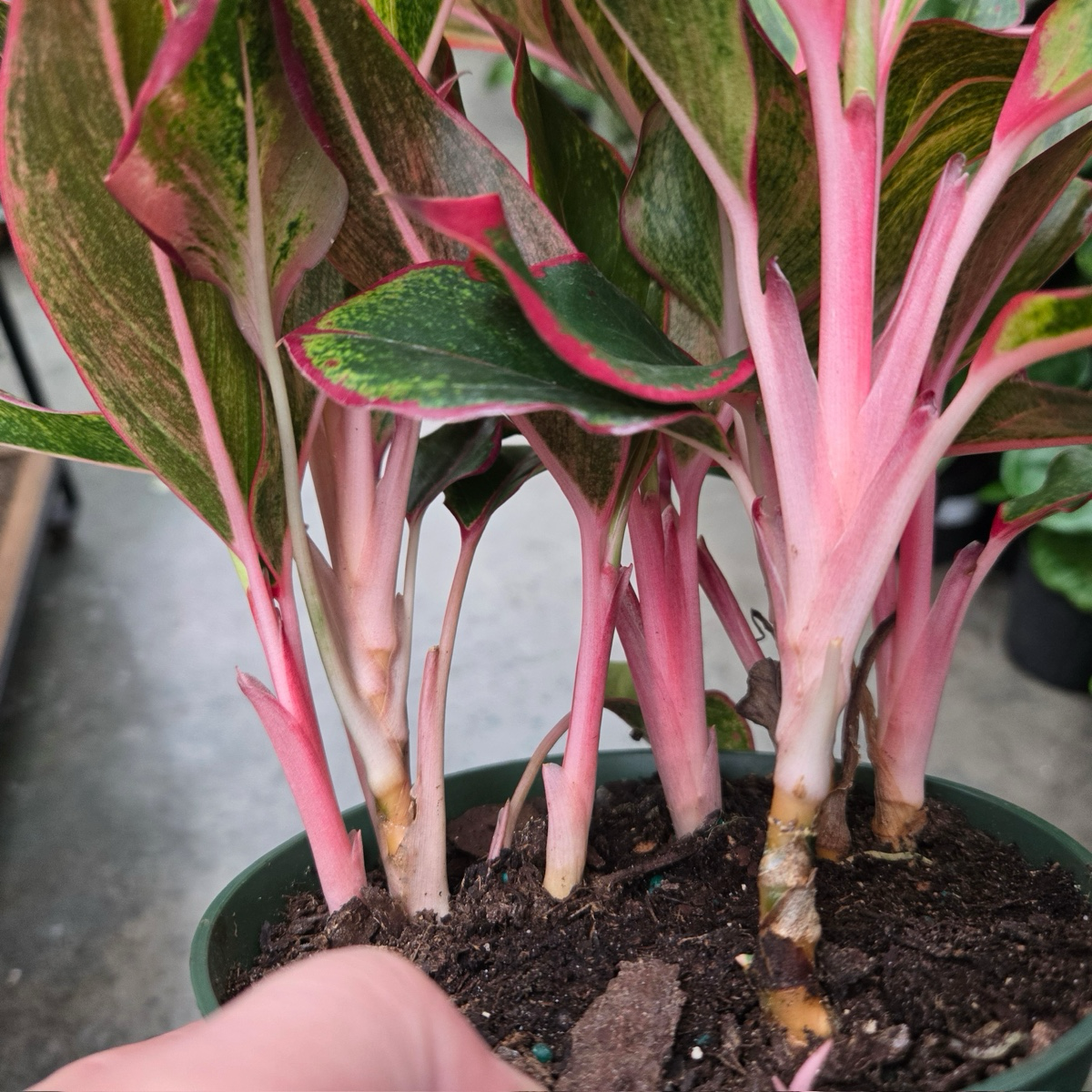 aglaonema siam violet Siam Red Aglaonema