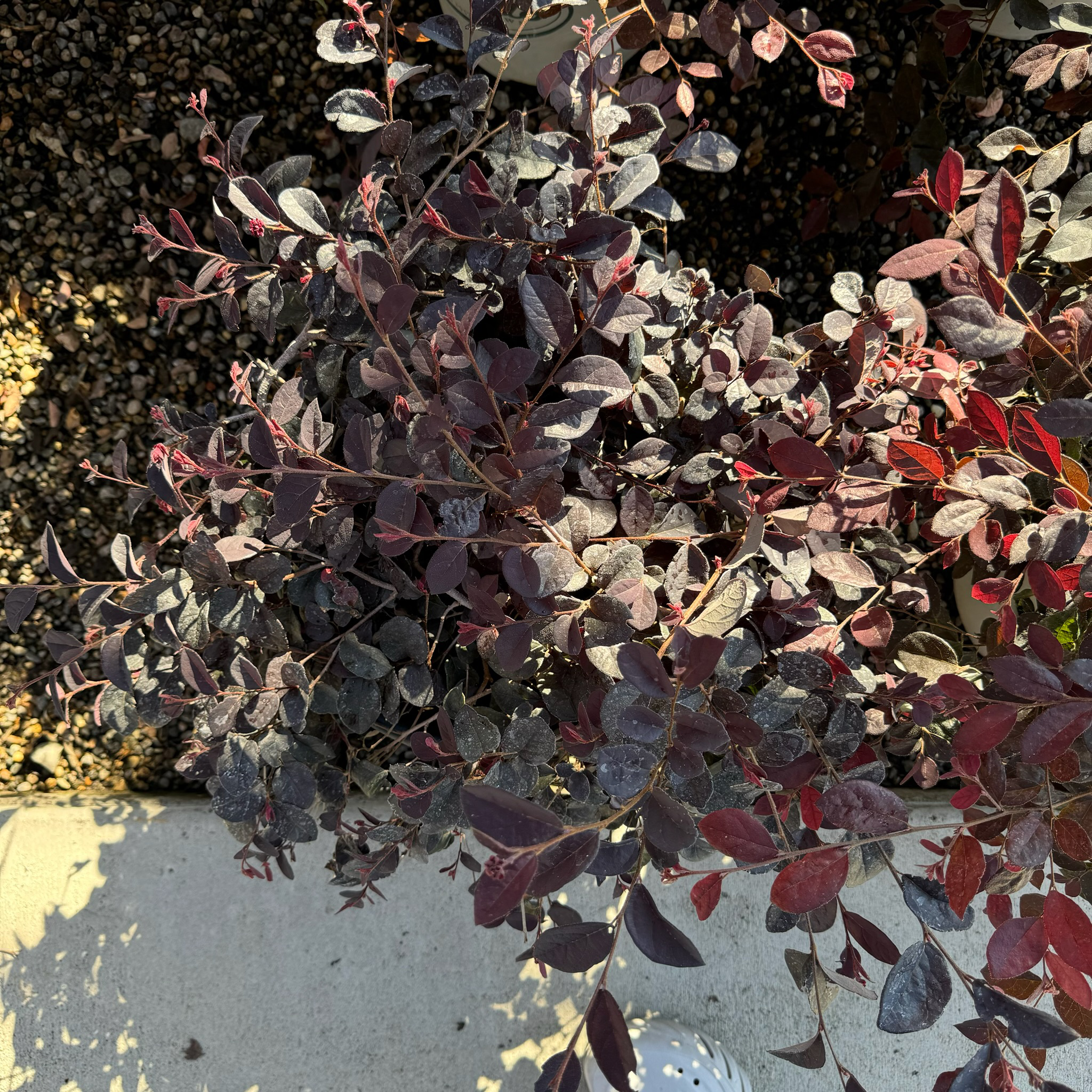 Red Chinese Fringe Flower