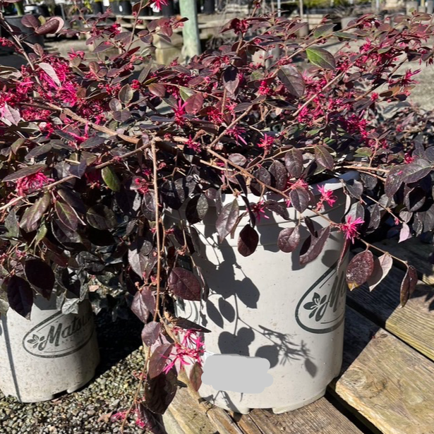 Red Chinese Fringe Flower