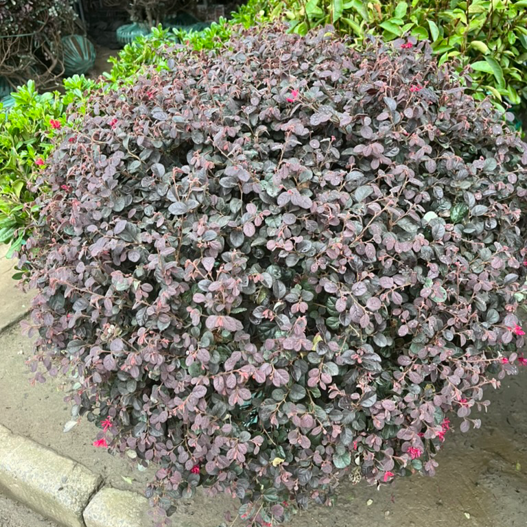 Red Chinese Fringe Flower