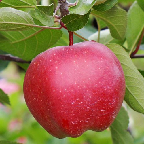 Red apple on a Red Delicious Apple tree branch with green leaves