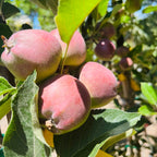 Pinkish-red fruits hanging from a Red Delicious Apple tree with green leaves.