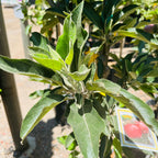 Close-up of a Red Delicious Apple plant with a blurred background