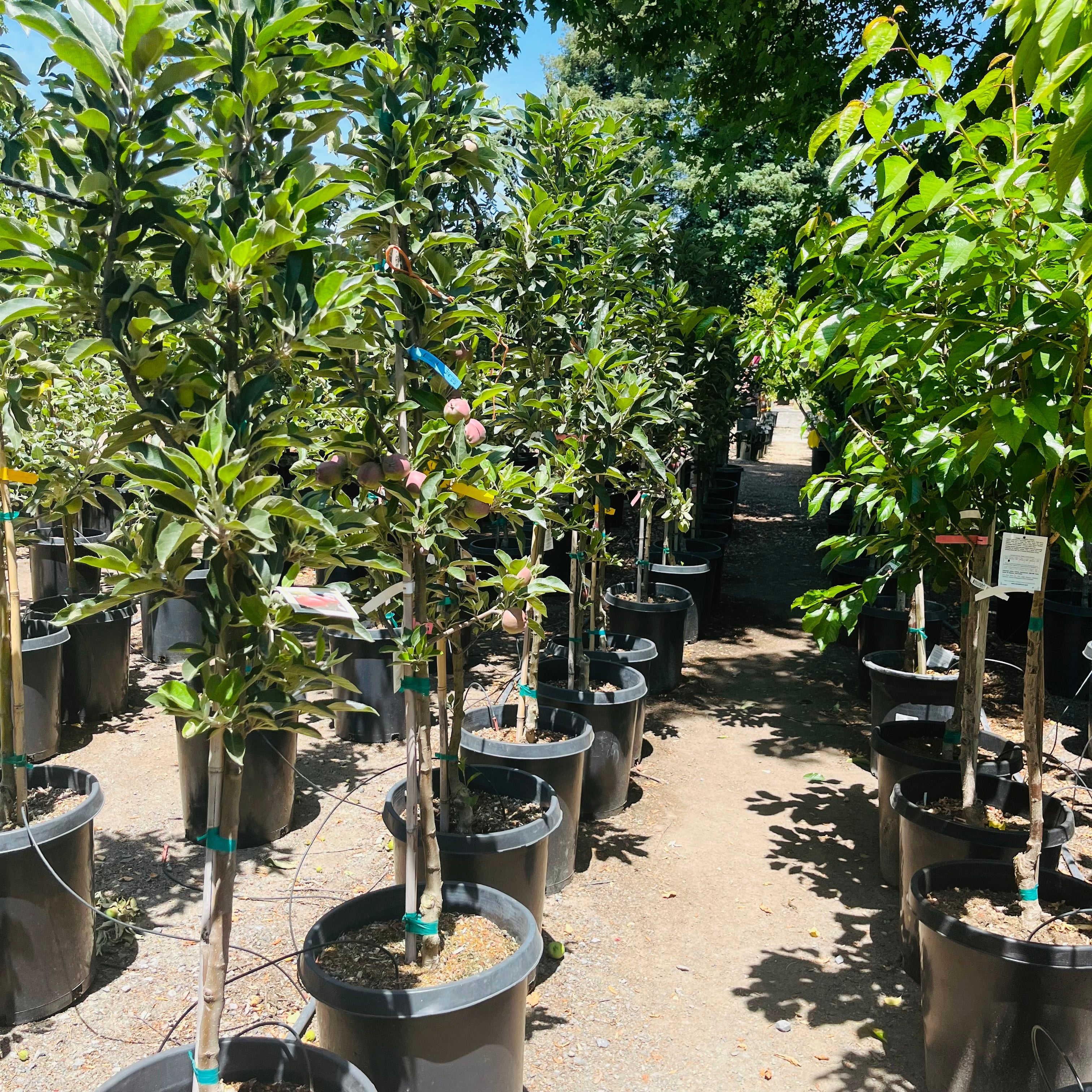 Row of potted Red Delicious Apple trees in a nursery setting