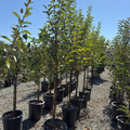 Red Delicious Apple Tree