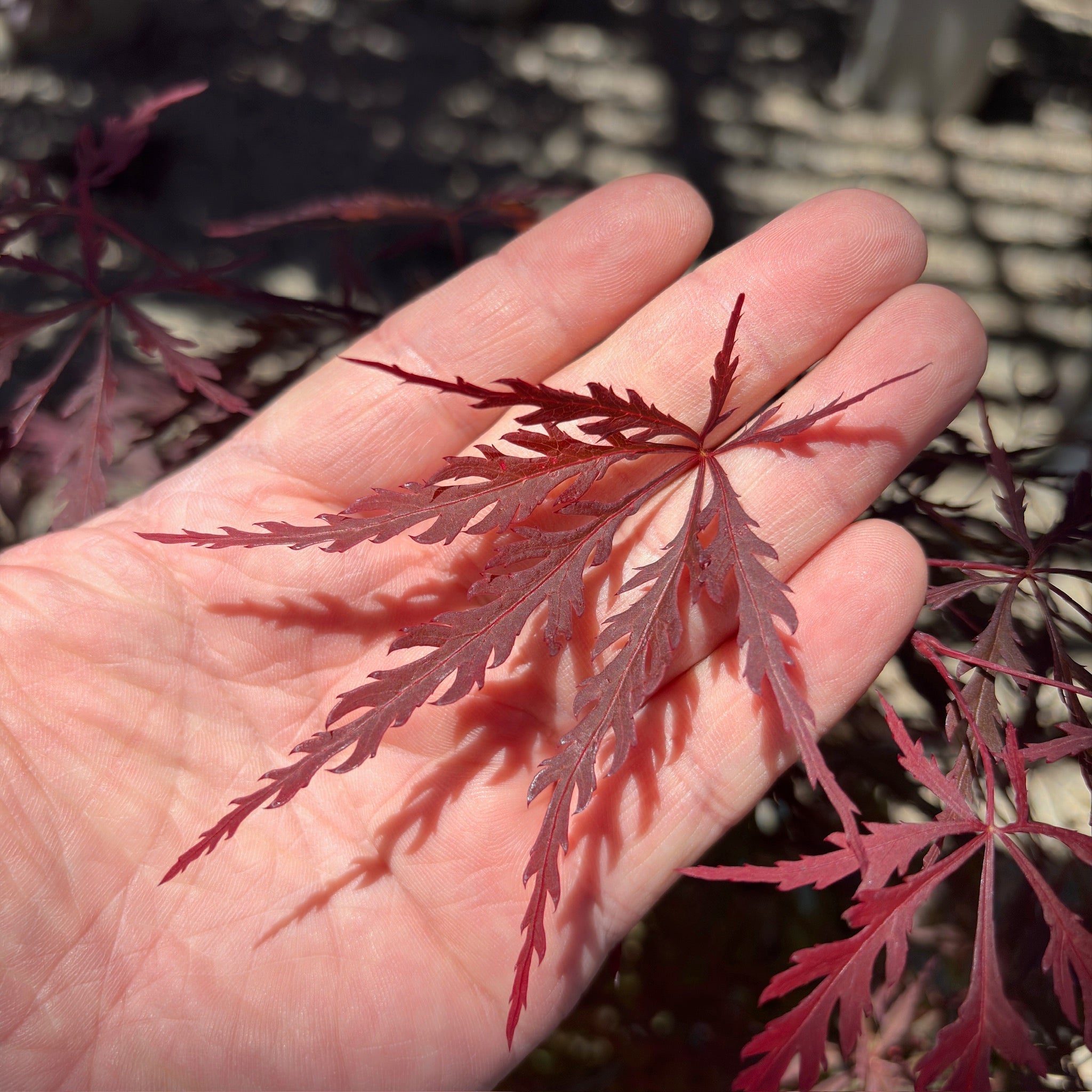Red Dragon Laceleaf Japanese Maple leaf held in a hand 