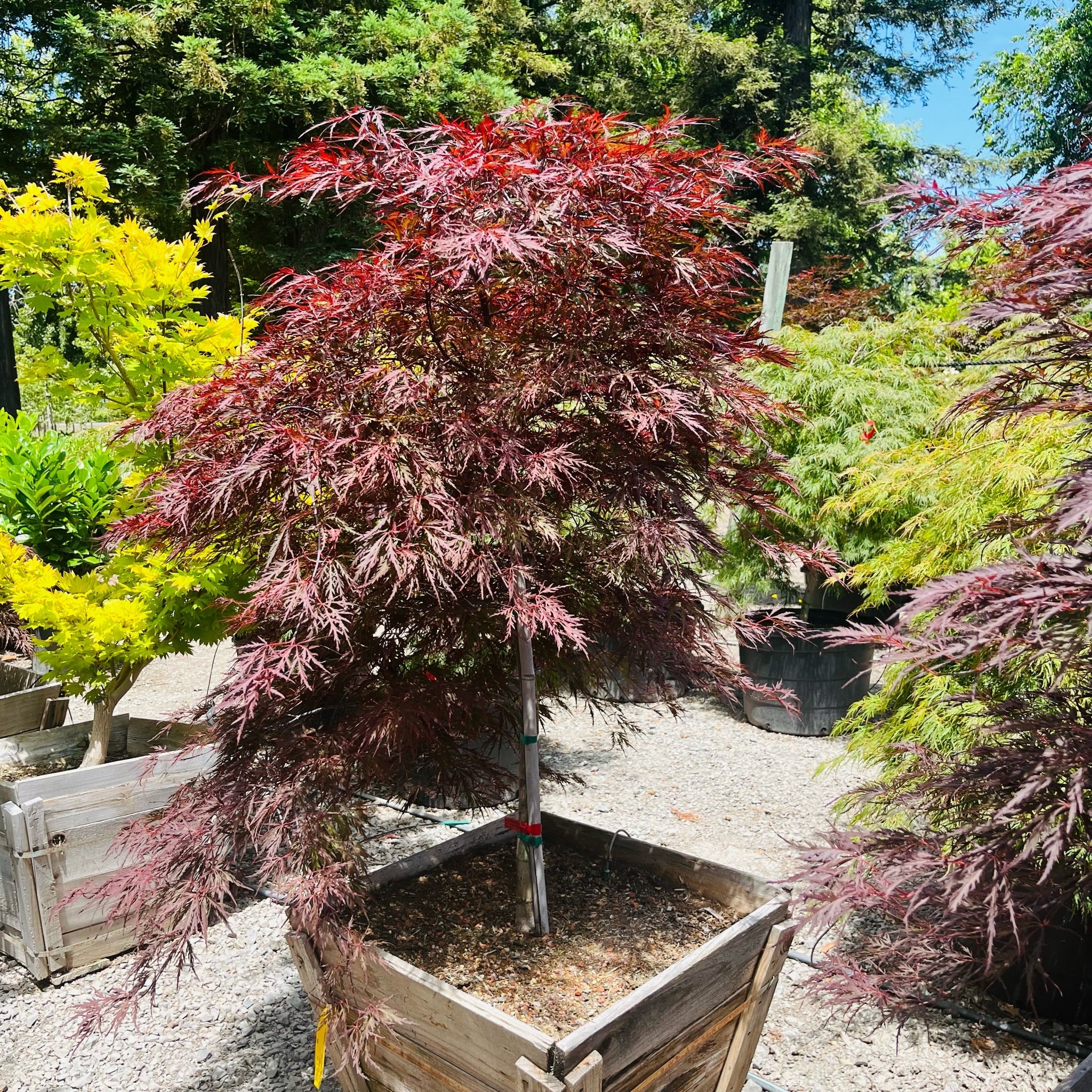 Tree with red and green leaveson Red Dragon Laceleaf Japanese Maple