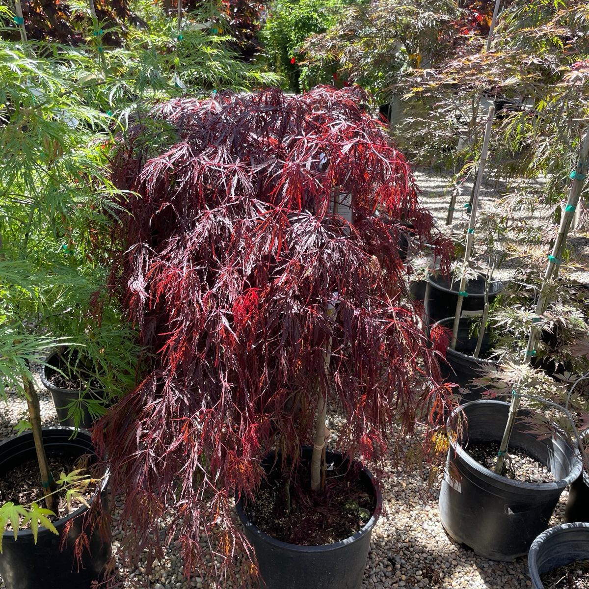 Red Dragon Laceleaf Japanese Maple | Weeping Red Acer Palmatum