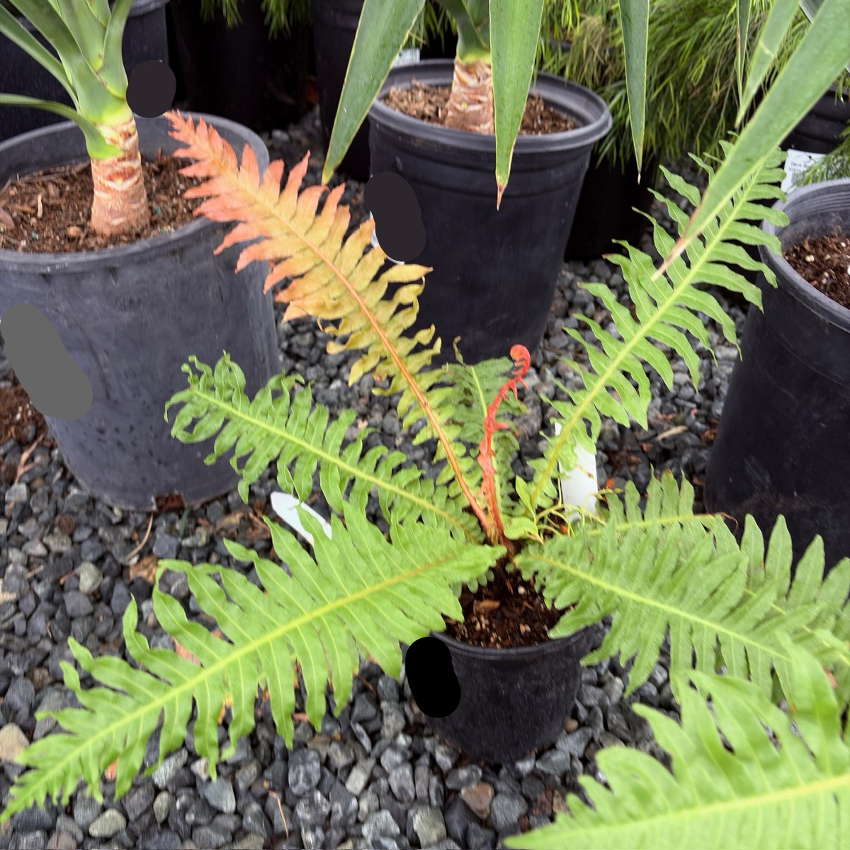 Potted Red Dwarf Tree Fern plants with green leaves and red stems on a gravel surface.