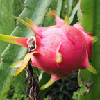 Red Flesh Dragon Fruit